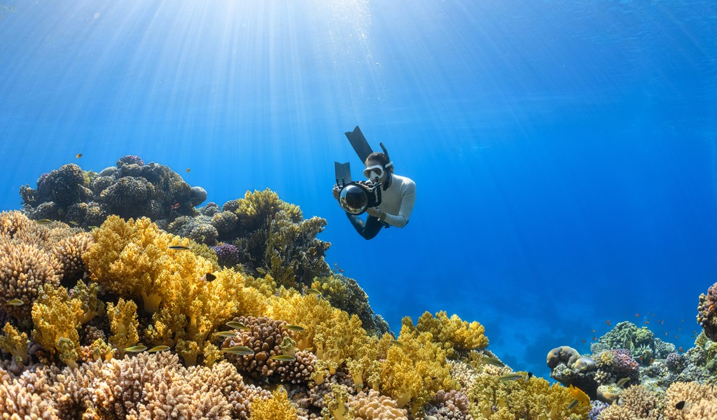 Diving Deep: The Best Snorkeling and Diving Spots in the Maldives | Best Hotels in Maldives Diving Deep: The Best Snorkeling and Diving Spots in the Maldives | Best Hotels in Maldives