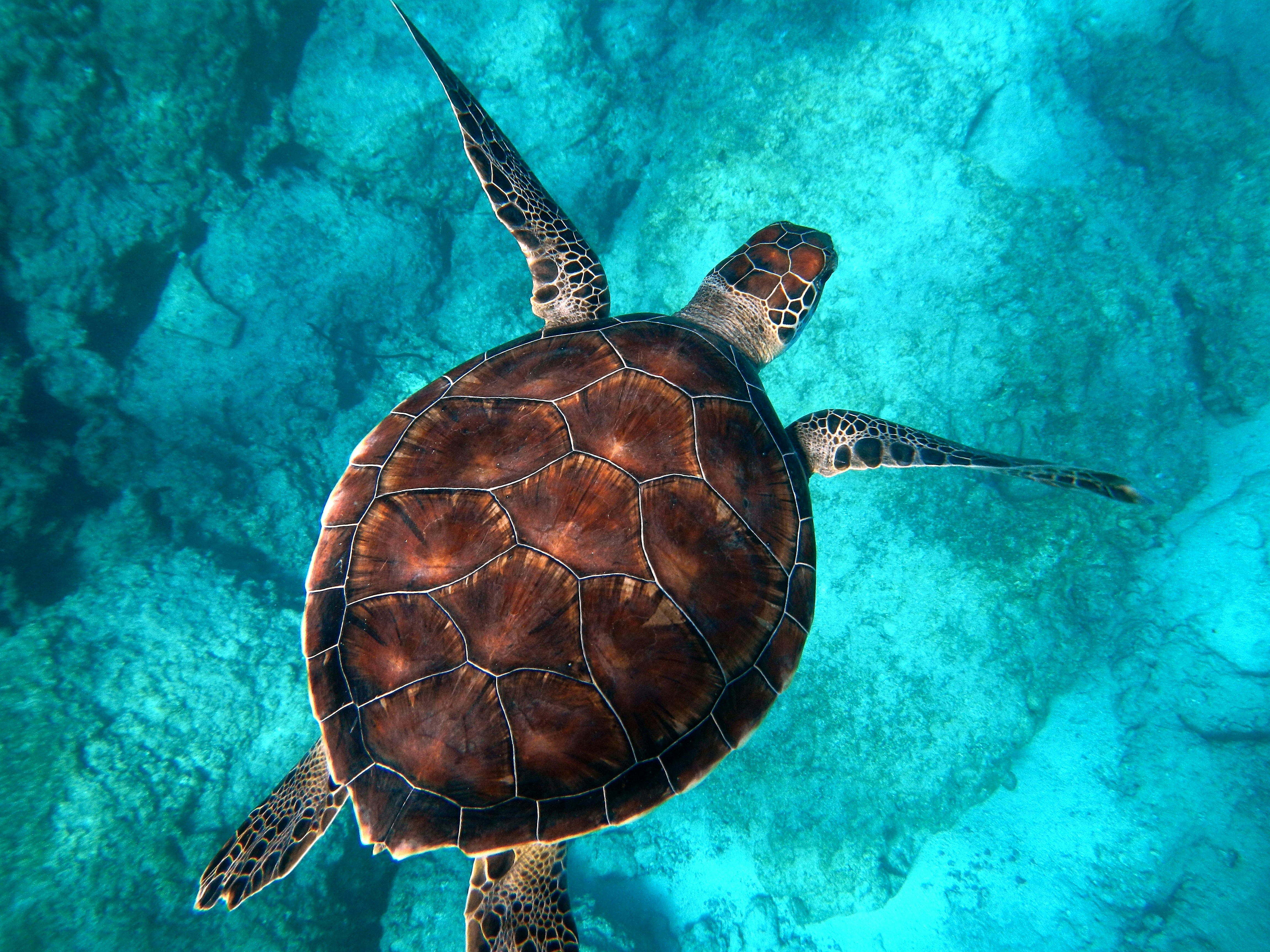 Brown turtle swimming in ocean Brown turtle swimming in ocean