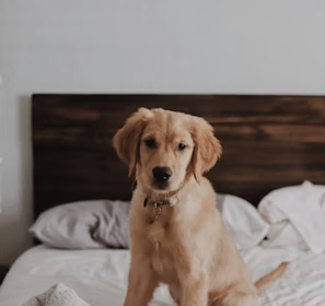 Labrador retriever on bed inside room