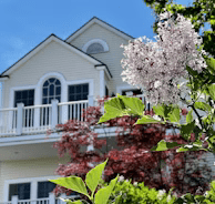 A tree with pink flowers in front of a white building