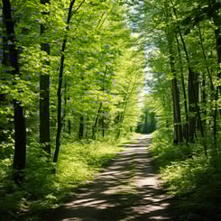 A dirt path surrounded by vibrant green trees in a peaceful forest setting.