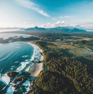 Tall trees along the coastline in Tofino, Canada