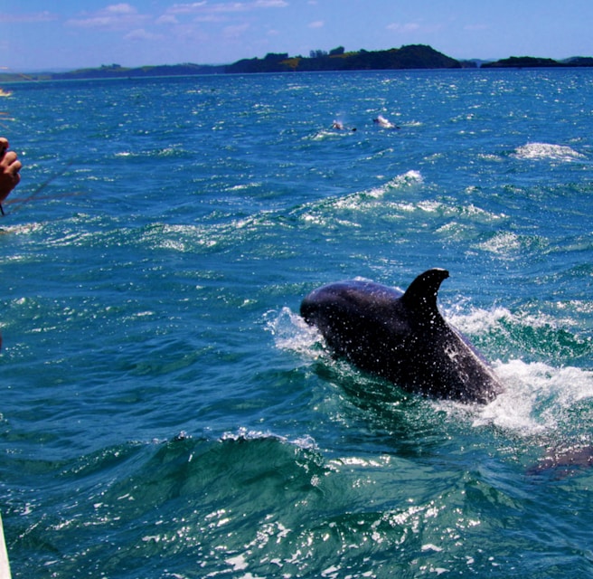 Gray Dolphin on the body of water