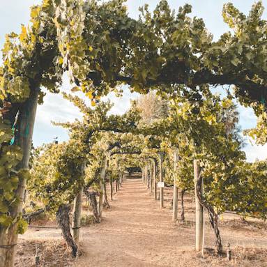A-dirt-path-surrounded-by-trees-and-vines