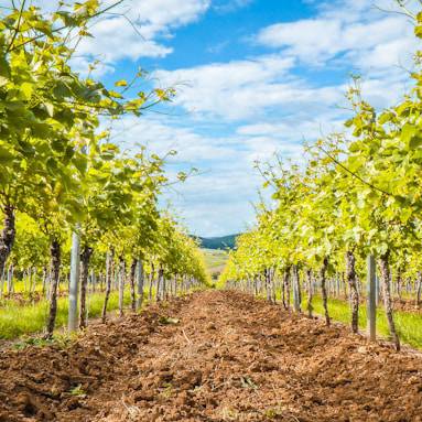 Brown-and-green-trees-under-clear-blue-sky