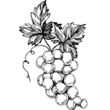 A monochrome drawing of grapes on a vine