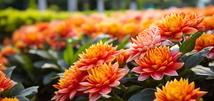 A bunch of flowers that are in a field A bunch of flowers that are in a field