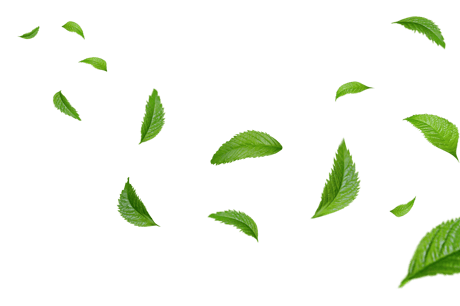 leaves art