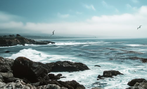 Famous for its rich marine life and kelp forests. Famous for its rich marine life and kelp forests.