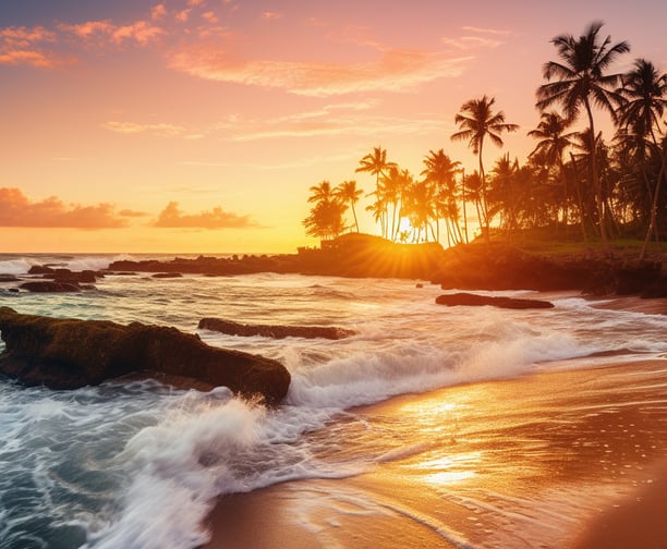 sunset view with coconut trees