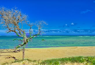 Harbor, beach, surfing and shopping