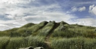 green grass field with pathway under blue sky