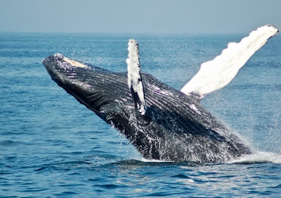 blue whale on sea