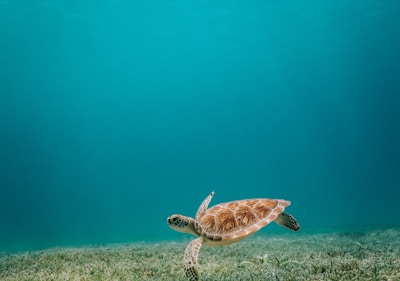 brown turtle in body of water