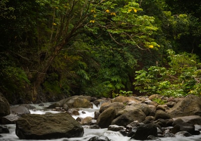river between trees