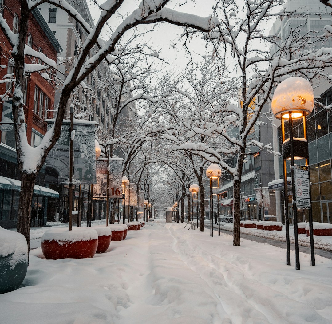 snow covered ground with bare trees during daytime
