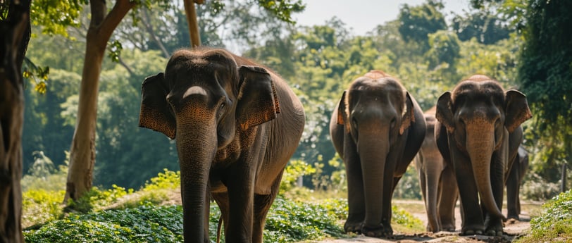 Elephants in a Sanctuary park in Pattaya, Thailand.