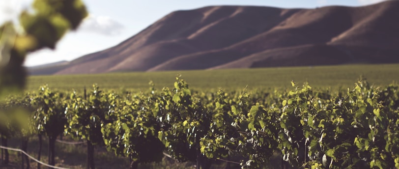 shallow focus photography of green farm