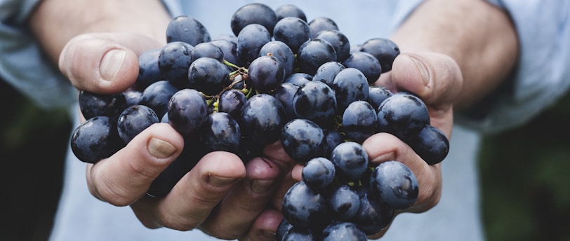 person holding grapes