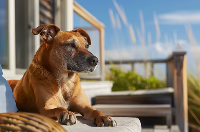 Pet Paradise: Sunny Balcony Moments in the Hamptons.
