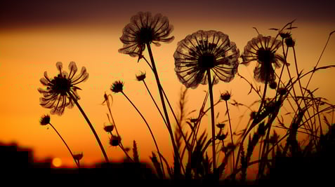 flower garden at dusk flower garden at dusk