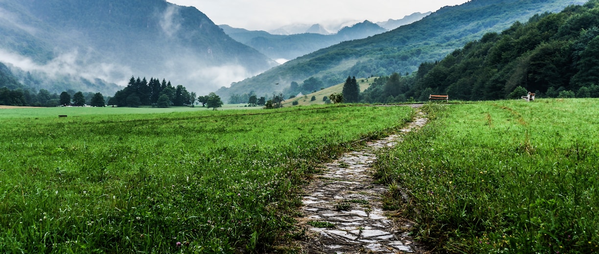 gray and white pathway between green plants on vast valley