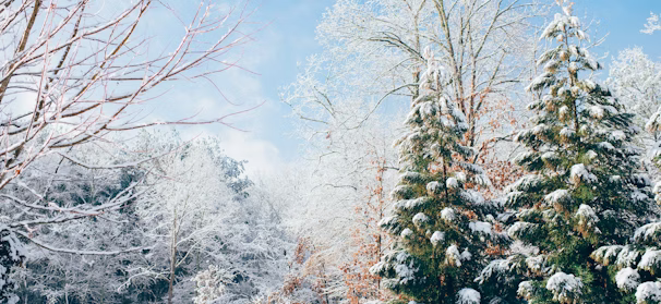 green pine trees during snow season green pine trees during snow season