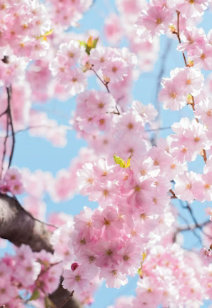 low angle photo of cherry blossoms tree low angle photo of cherry blossoms tree