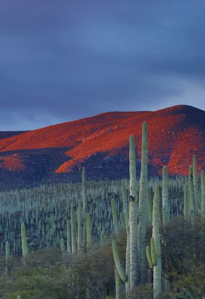 mountain peak during daytime