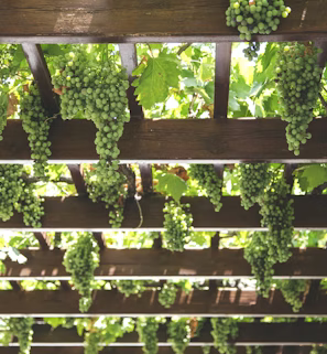 green grapes hanging on brown wooden arboire green grapes hanging on brown wooden arboire
