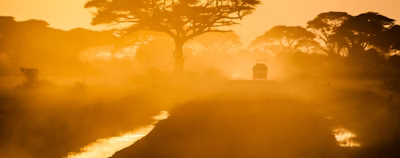 car passing by in between trees car passing by in between trees