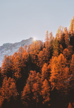 brown leafed trees brown leafed trees