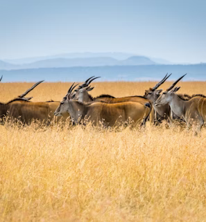 herd of antelopes on grass field herd of antelopes on grass field