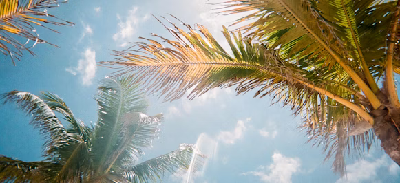 low angle photography of green palm trees during daytime low angle photography of green palm trees during daytime