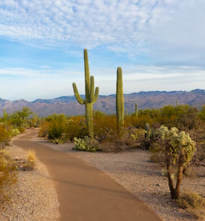 green cactus during daytime green cactus during daytime