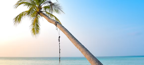 swing hang on coconut tree near seashore swing hang on coconut tree near seashore