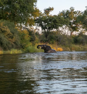 elephant of body of water near forest elephant of body of water near forest