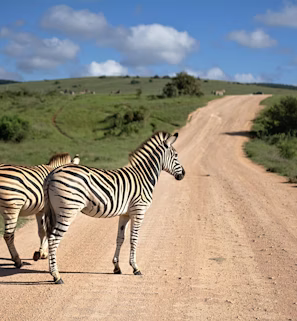 two zebras walking on brown path two zebras walking on brown path