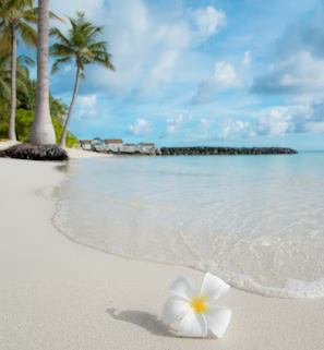 white 5-petaled flower near seashore white 5-petaled flower near seashore