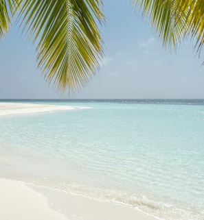 green coconut tree beside beach green coconut tree beside beach