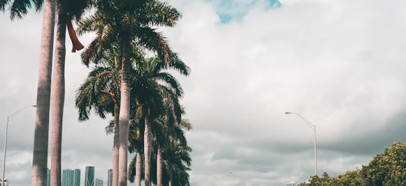 vehicles on road beside trees vehicles on road beside trees