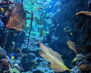 yellow and black fish in water yellow and black fish in water