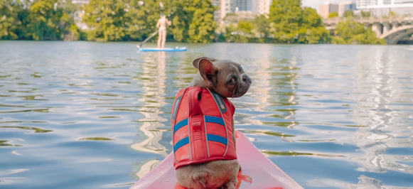 brown short coated dog on orange kayak on body of water during daytime brown short coated dog on orange kayak on body of water during daytime