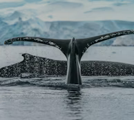 black whale in water during daytime black whale in water during daytime