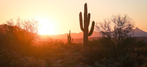 silhouette of cactus during sunset silhouette of cactus during sunset