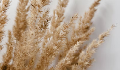 brown wheat in close up photography brown wheat in close up photography