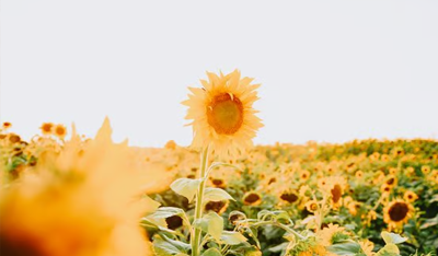 yellow sunflower field during daytime yellow sunflower field during daytime