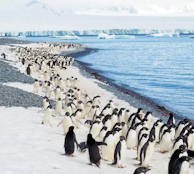 penguins on white sand beach during daytime penguins on white sand beach during daytime