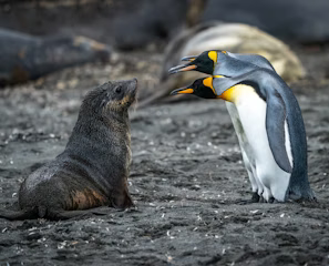 penguin walking on gray sand during daytime penguin walking on gray sand during daytime