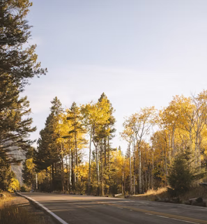 green and yellow trees beside road during daytime green and yellow trees beside road during daytime